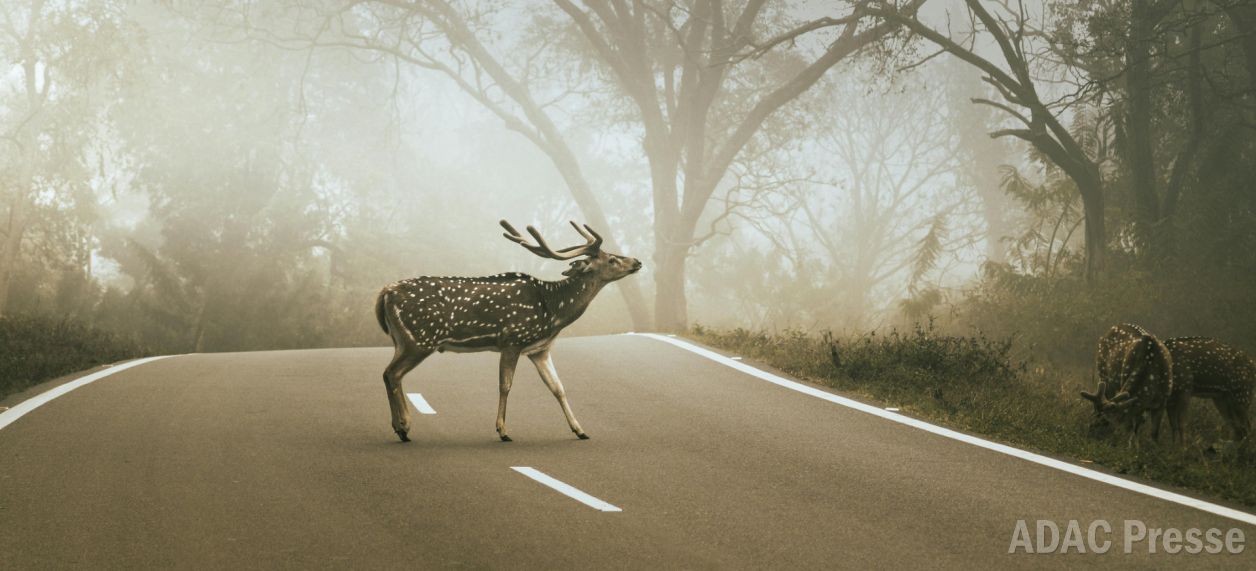 Hirsch steht auf der Straße. Gefahr!